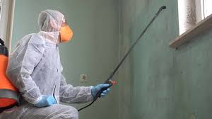 Best Basement Mold Removal in USA